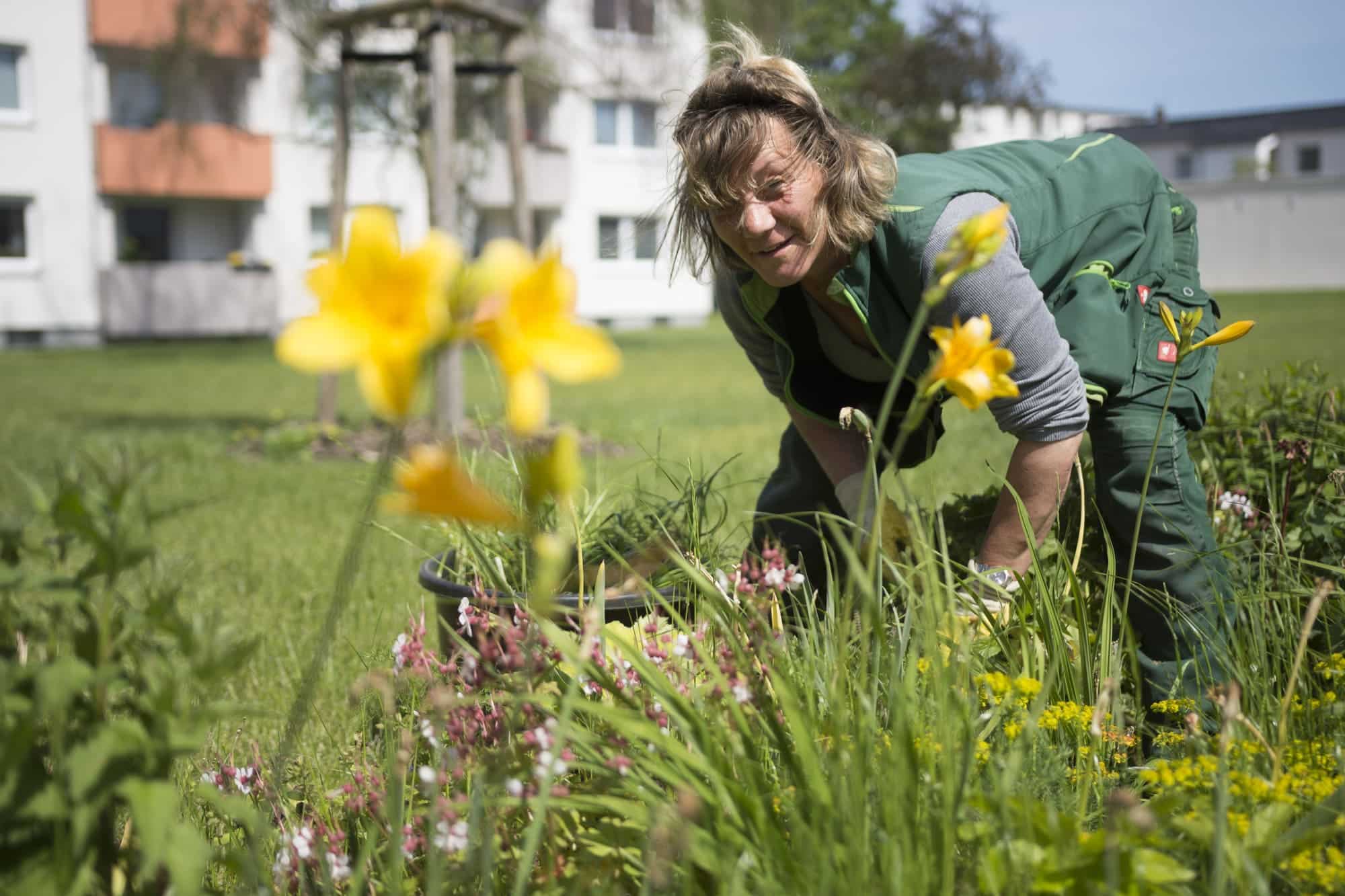 wulf gartenlandschften staudenpflege braunschweig